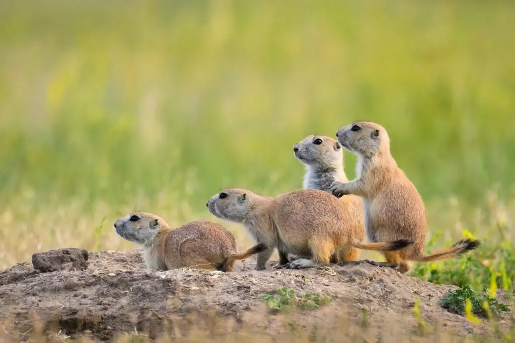 Badlands Black Tailed Prairie Dog