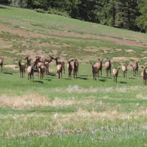 Image-4-450x450-Mountain-Meadows
