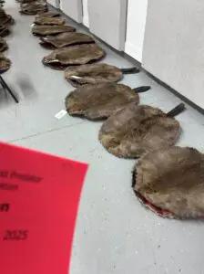 beaver pelts