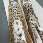 bobcat fur