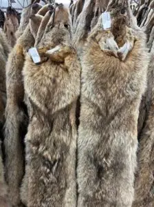 coyotes hanging on hooks