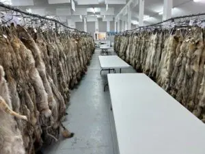 fur auction hall
