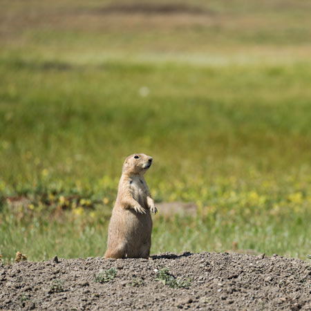 single prarie dog on the open plain