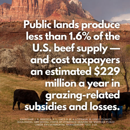 cattle grazing on public land