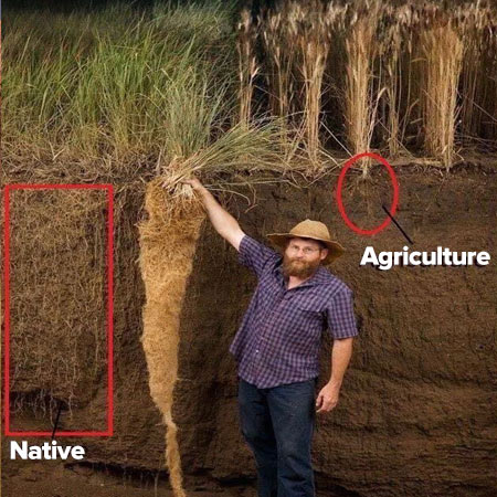 farmer holding roots