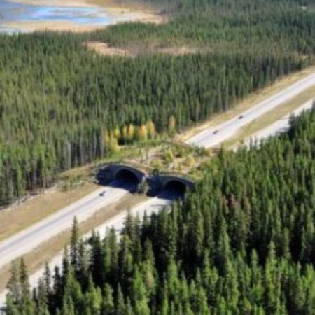land bridge over highway for wildlife