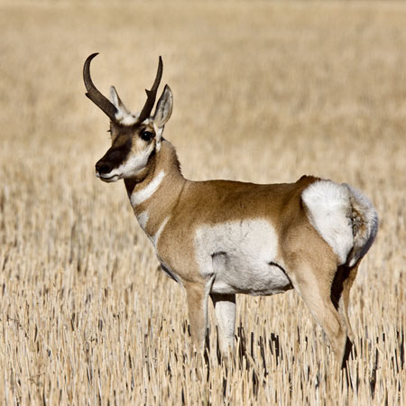 pronghorn antelope in the colorado grallands