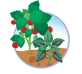 Companion plants