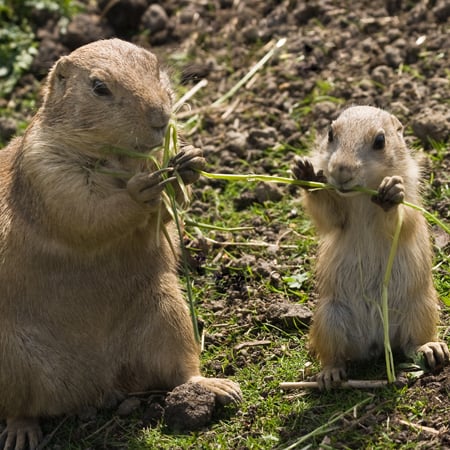 cute pds for vemno