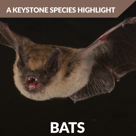 Bats