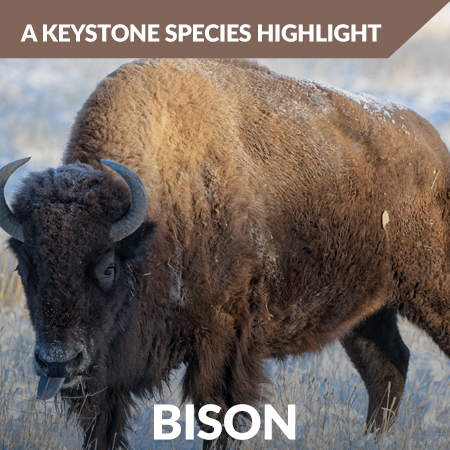 grasslands Bison