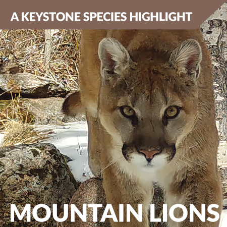 grasslands Mountain Lions