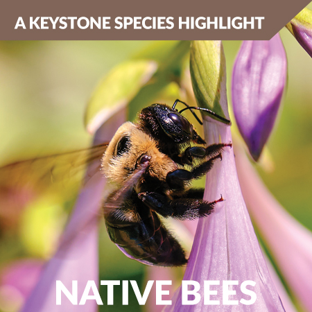 Grasslands - Native Bees