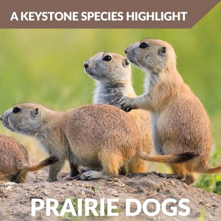 grasslands Preirie Dogs