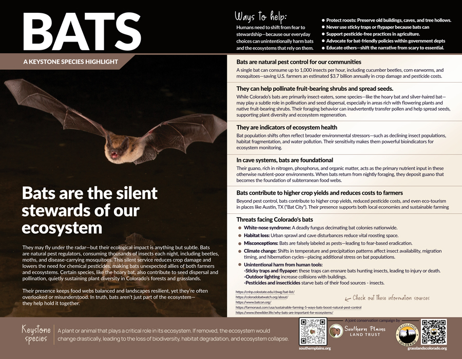 Grasslands-KEYSTONE SPECIES FLYERS JULY-2025 Bats