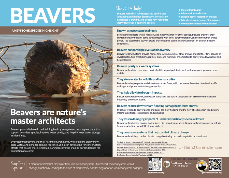 Grasslands-KEYSTONE SPECIES FLYERS JULY-2025 Beavers