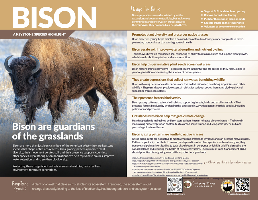 Grasslands KEYSTONE SPECIES FLYERS JULY-2025 Bison