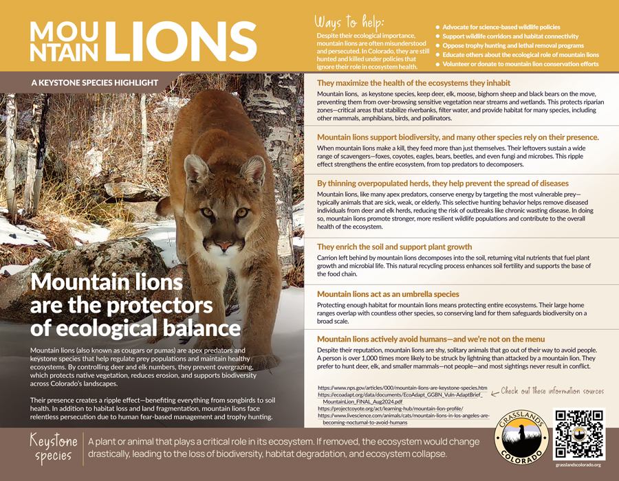 Grasslands-KEYSTONE SPECIES FLYERS JULY 2025 Mountain Lions