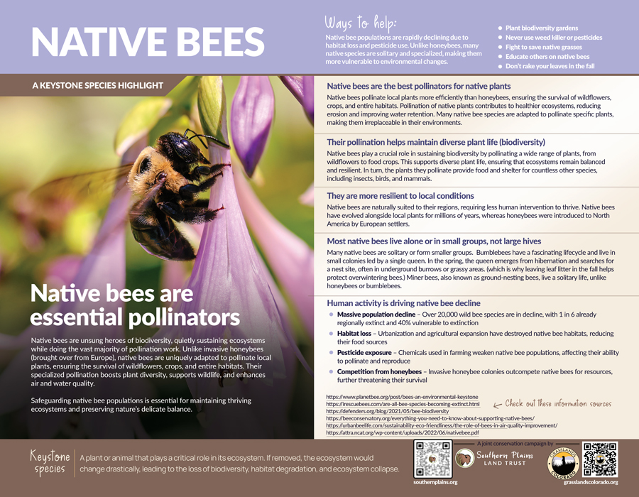 Grasslands-KEYSTONE SPECIES FLYERS JULY-2025 Native Bees