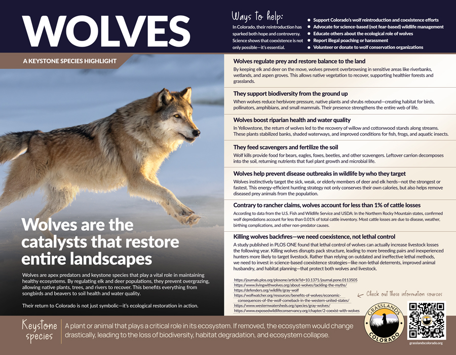 Grasslands-KEYSTONE SPECIES FLYERS JULY-2025 Wolves